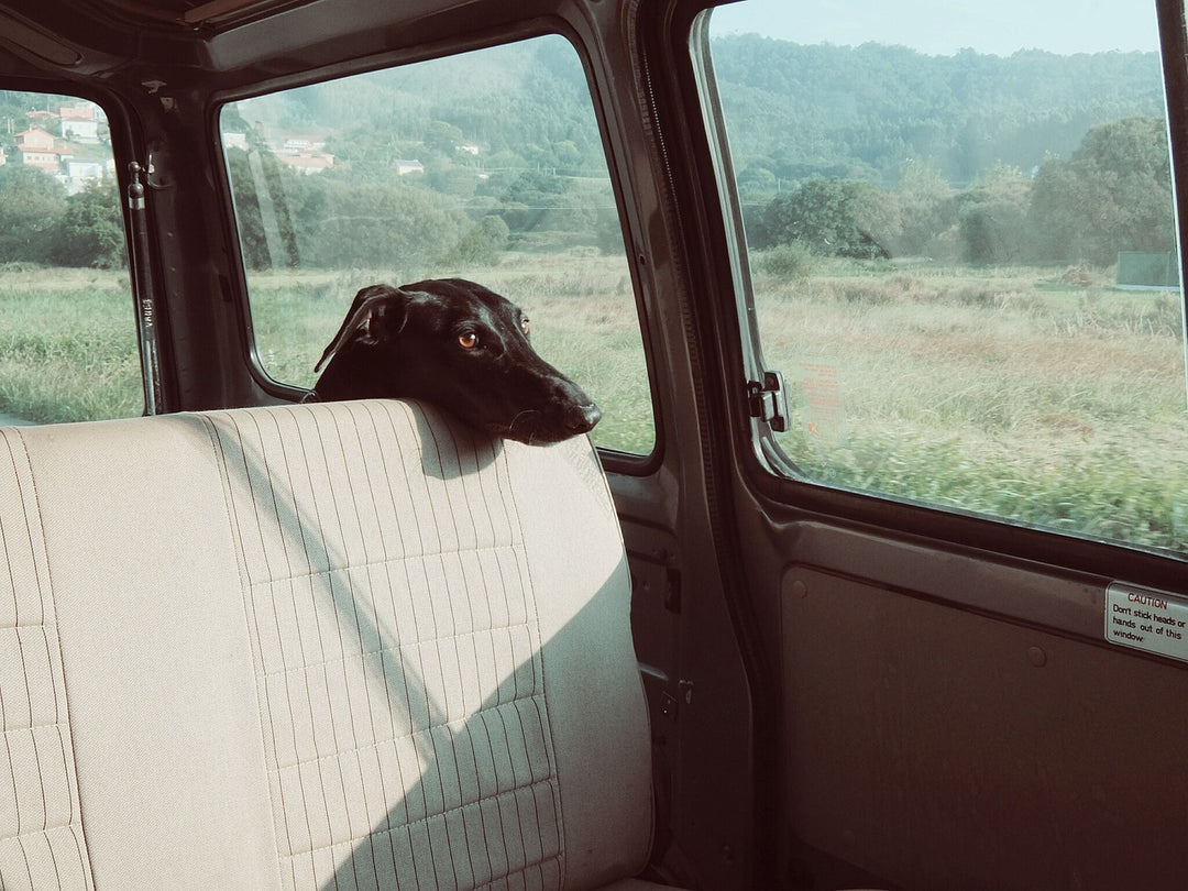 How to help your dog with car ride anxiety