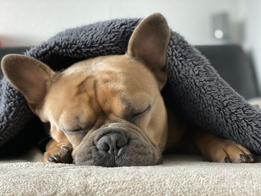 Weighted Blankets for Reactive Dogs