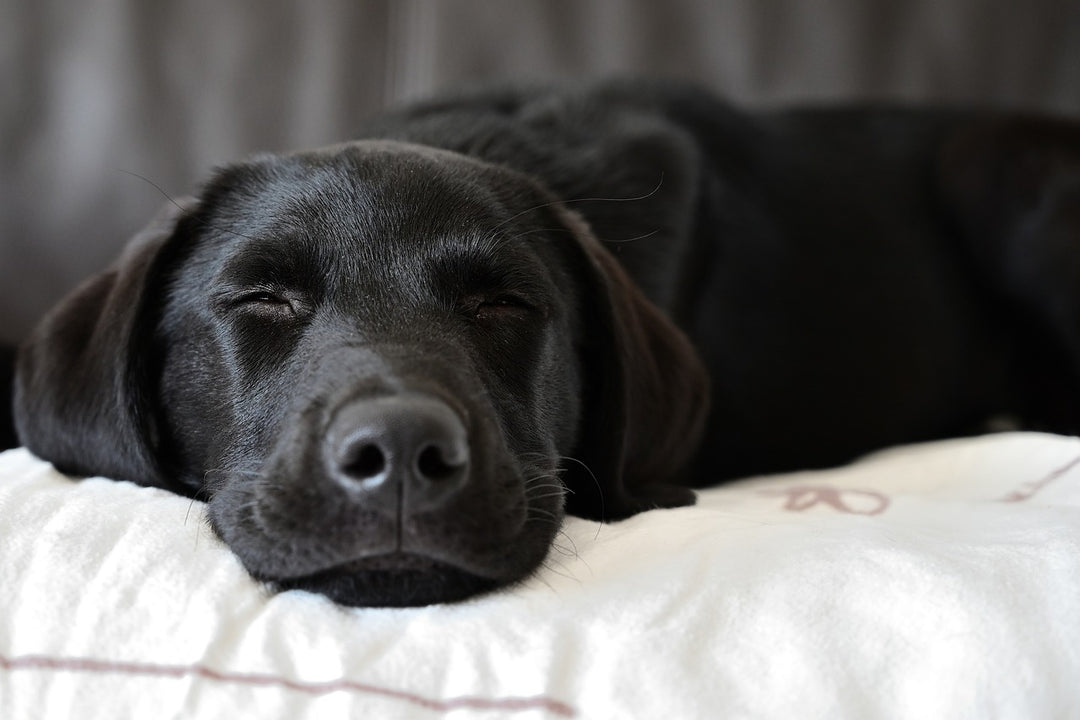 How to help your dog improve sleep quality