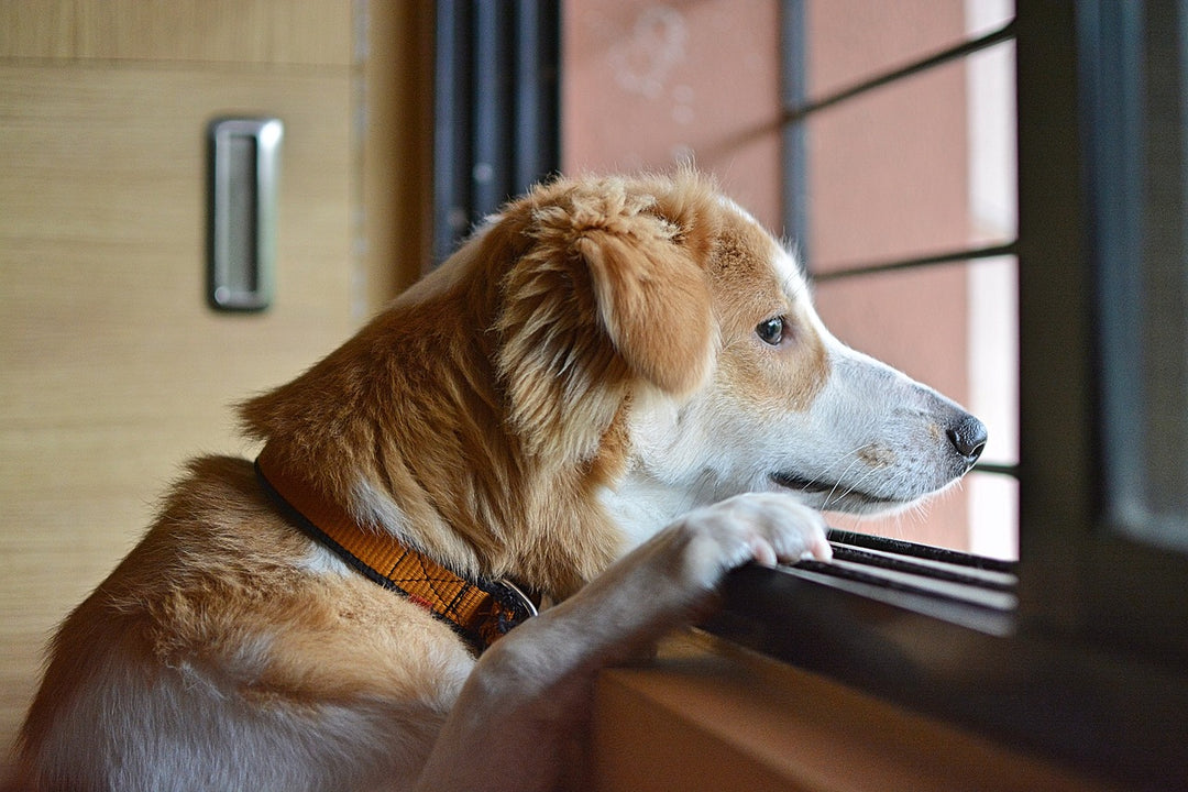 How to help your dog with separation anxiety