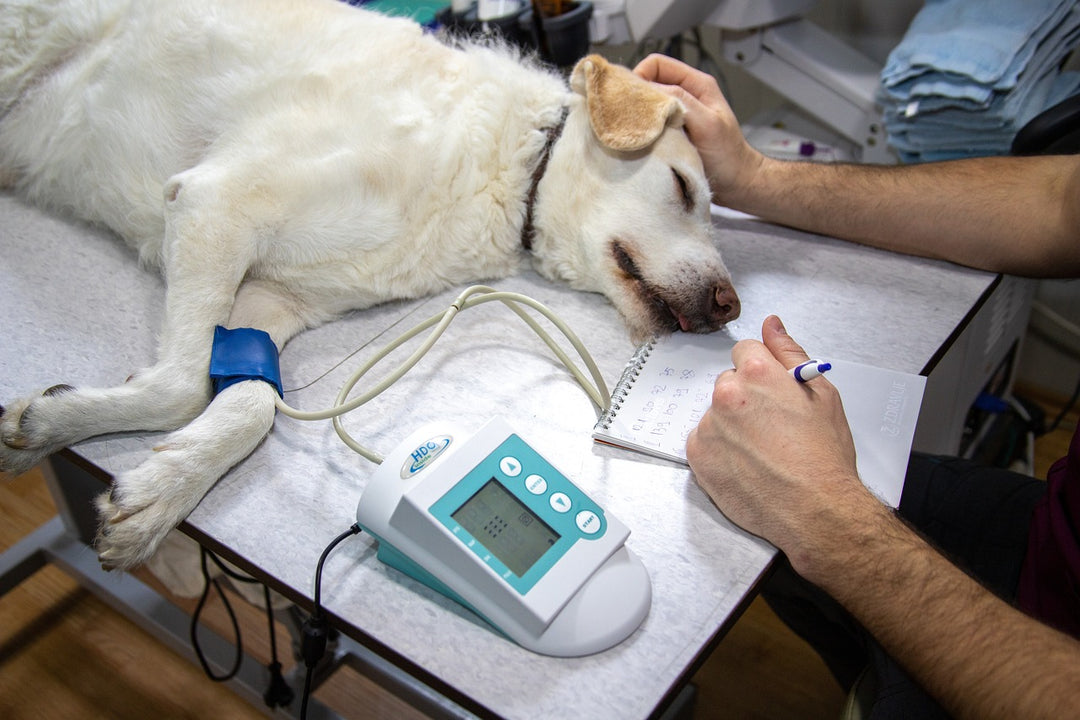 How to help your dog with vet visit anxiety