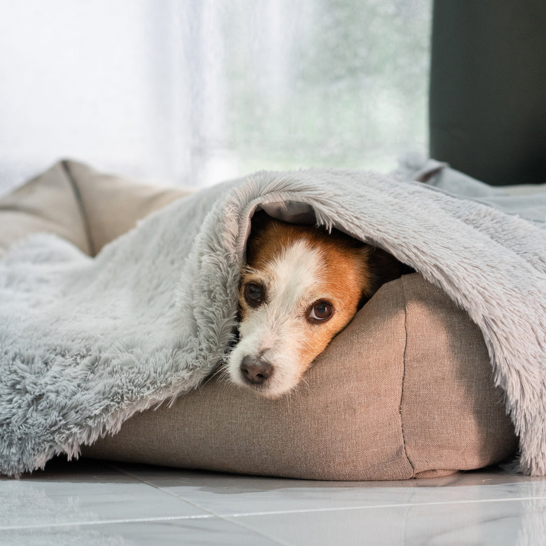 Dog (Jack Russell) lying under his weighted blanket from Calming Cape on his dog bed