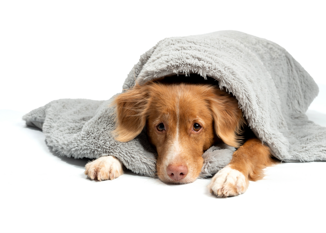 Dog wrapped up in Calming Cape weighted dog blanket