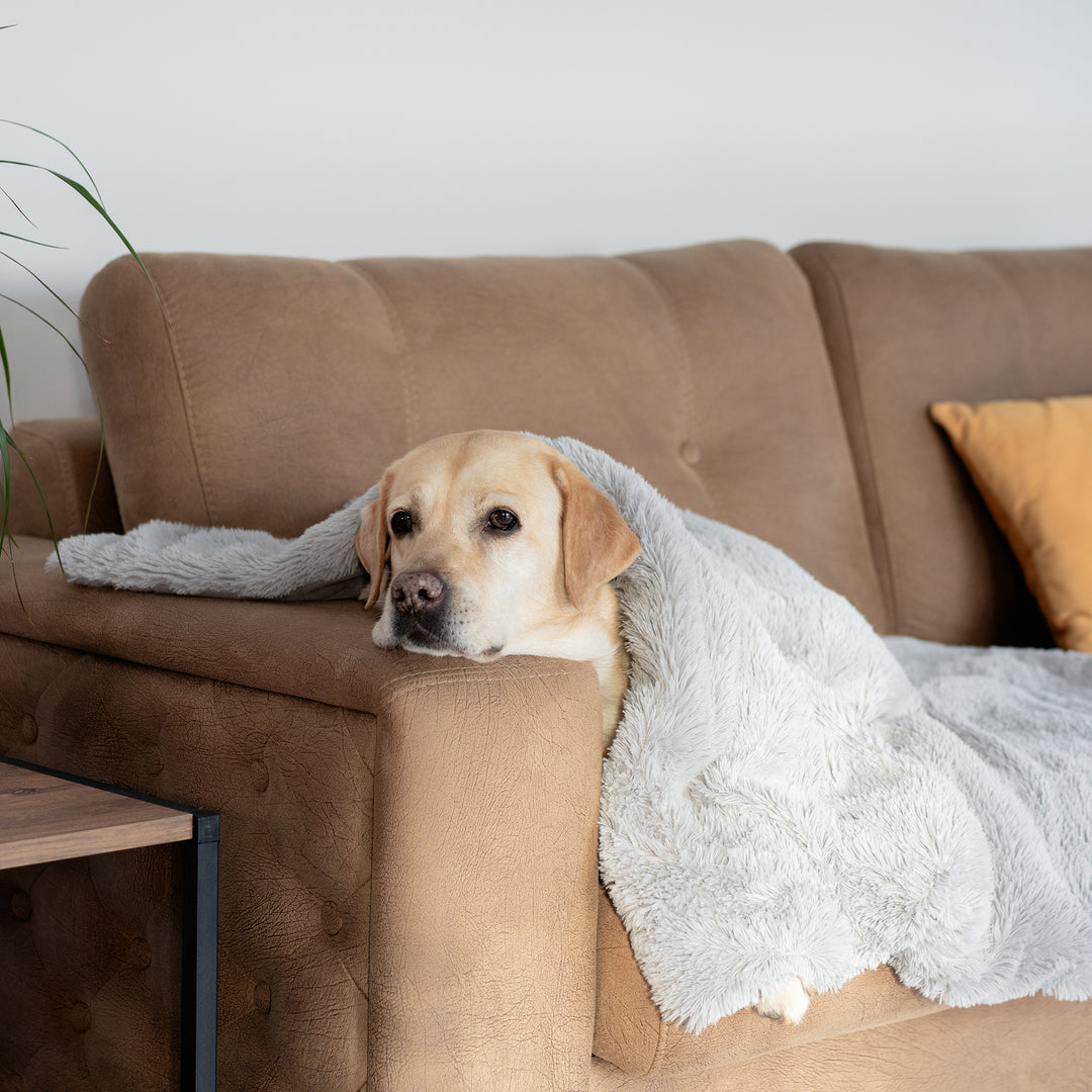 Labrador lying under his weighted dog blanket from Calming Cape