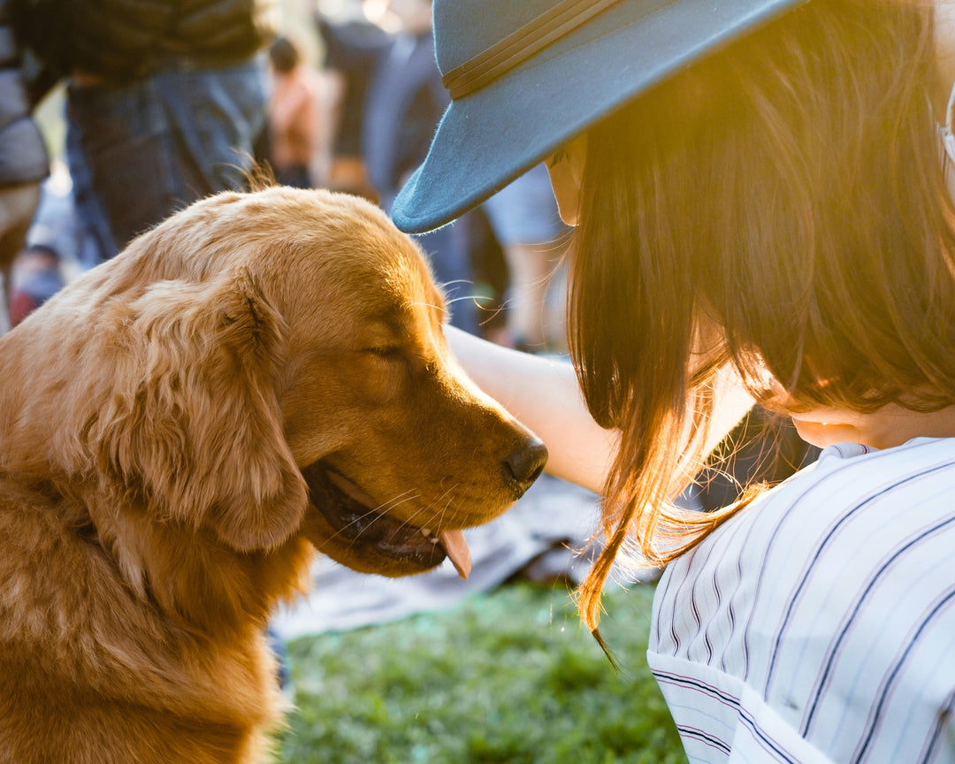 Woman petting a golden retriever on the head