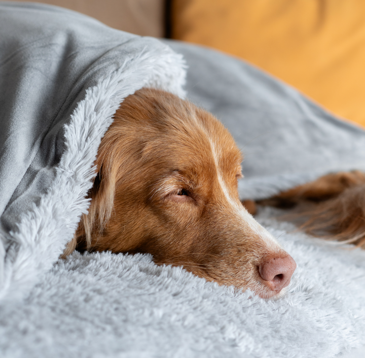 Weighted Dog Blanket